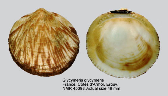 Glycymeris glycymeris (4).jpg - Glycymeris glycymeris(Linnaeus,1758)